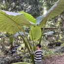 Cat garden 이미지