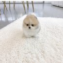 플라워퍼피 | 양평강아지분양 포메라니안 후기 퍼피플라워 하남점에서 만난 반려가족