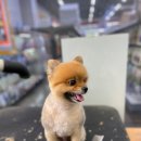 펫마트 강아지 논산점 이미지