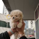 대구강아지분양 퍼피얌 이미지