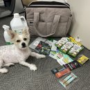 pet319라2051 | [일산] 2021 케이펫페어 내돈내산 리스트 공개합니다! (feat. 무료초청권, 꿀팁)