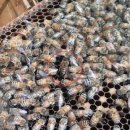 여왕벌PC 이미지