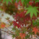 주약초등학교 앞 이미지