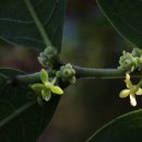 만두나무 이미지