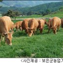 귀농영농 축산 ▒▒ 대 가축-속리산 황토한우 오색황토 광물질 먹고 큰다 이미지