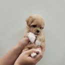 더멍멍 충주점 이미지