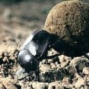 쇠똥구리마을 이미지