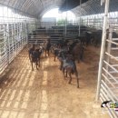 햇살 염소농장 이미지