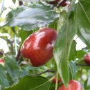 달고아삭하고 맛있는 생대추 ㆍ 작두콩 차 판매합니다 이미지