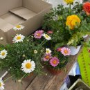 자양꽃직매장 이미지