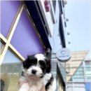 강아지분양 애견분양 퍼피플라워 중랑점 | 중랑구강아지분양 강아지분양 애견분양 퍼피플라워 중랑점 입양 전 필수 확인 항목과 건강한 반려 생활...