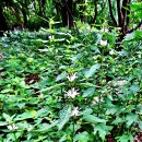 대화익모초로도 불리는 송장풀(Leonurus macranthus) 이미지