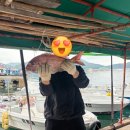 창촌 | [공지] 통영선외기 “창촌낚시” 낚시 초보들의 5자 참돔