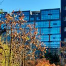 감이 주렁주렁 이미지