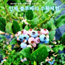 냇강마을 | 블루베리체험농장, 인제 냇강마을 블루베리정원, 6천원으로 가성비만족!!!아이와 인제여행코스 추천