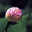 연 화 이미지