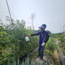 라파 팜 이미지