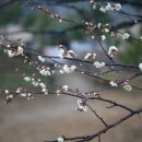 산수유피는마을 이미지