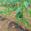 영미민박 이미지