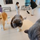 커피멍냥광교역점 이미지