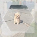 대천동물병원 | 보령 강아지입양, 100만원으로 장모닥스훈트입양 가능할까? 솔직후기