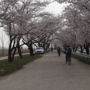 24.4/6 전북의 벚꽃 터널 85km 라이딩 이미지