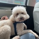 그루미뇽 이미지