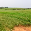 고삼목장 이미지