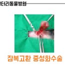 닥터리동물병원 이미지