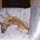 생활 요가 이미지