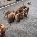 댕댕이 그루밍 이미지