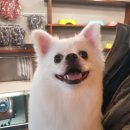 개컷 이미지