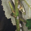 선녀농장 이미지