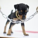 봄봄펫살롱 이미지