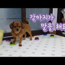 강아지 나라 이미지