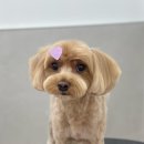 애니테티카 이미지