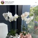 사랑채플라워