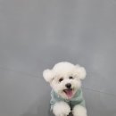 멍쉬멜로 이미지