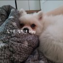 꽃보다개냥 네이버블로그