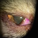 휴안과동물병원 이미지