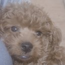 몽글 몽글 이미지