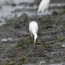 평택의 황로(Eastern Cattle Egret) 이미지