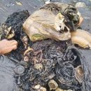 고래뱃속 이미지