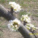 자두나무농장 이미지