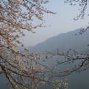 정읍천변.내장산 벚꽃 이미지