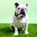 독(DOG)도 이미지