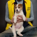 다시사랑받개 이미지