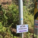 소나무농장 | 청주 오창 디저트 카페 유송블루베리농장 방문 후기