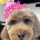 토르스테이 이미지