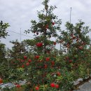 망성1농장 | 홍로사과, 착색과 탄저잡기(5) 마무리